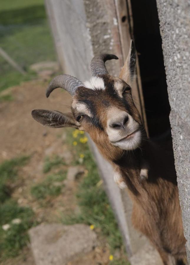 La Billardiere Camping A La Ferme Le Menil-Ciboult エクステリア 写真